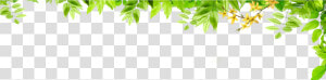 Transparent Leaf Border Png   Green Leaf Border Png  Png Download