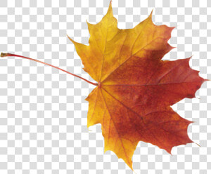 Best Free Autumn Leaves Png   Autumn Png Leaves  Transparent Png
