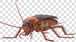 Transparent Cockroach Png   Front Cockroach Png  Png Download