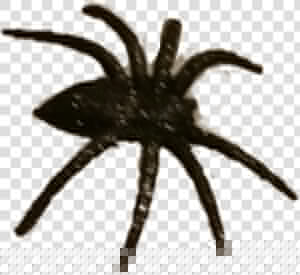  halloween  spider  spooky  scary   Wolf Spider  HD Png Download