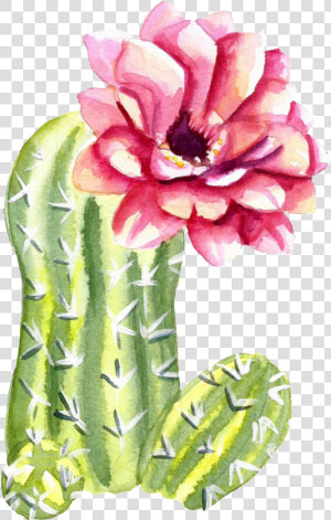 Green Watercolor Hand Painted Cactus Flower Transparent   Flower Cactus Watercolor Png  Png Download