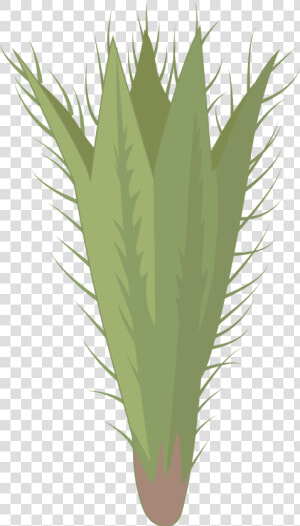 Hierochloe  HD Png Download