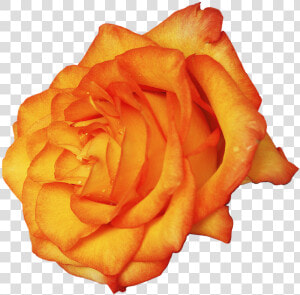 Transparent Amber Rose Png   Garden Roses  Png Download