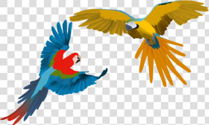 Flying Macaw Png  Transparent Png