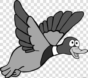 Transparent Mallard Png   Flying Duck Clip Art  Png Download