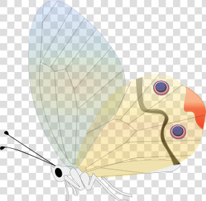 Butterfly Transparent Insect Free Photo   Butterfly  HD Png Download