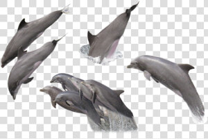 Dolphin Fish Png Images With Transparent Backgrounds   Dolphin Png  Png Download