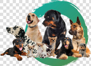 Dogs   Coonhound  HD Png Download