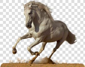 Majestic Horse Png  Transparent Png
