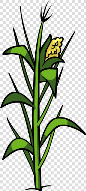 Download Corn Plant Png File   Corn Plant Png  Transparent Png