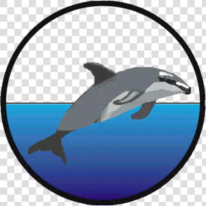 Wholphin  HD Png Download