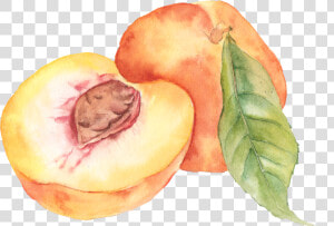 Peaches Png  Transparent Png
