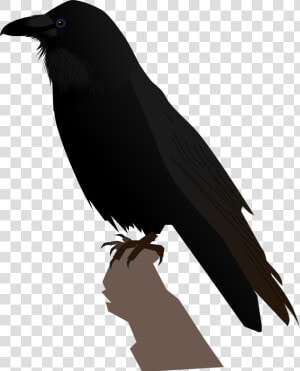 Common Raven Transparent Png   Portable Network Graphics  Png Download