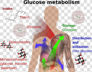 Glucose In Body  HD Png Download