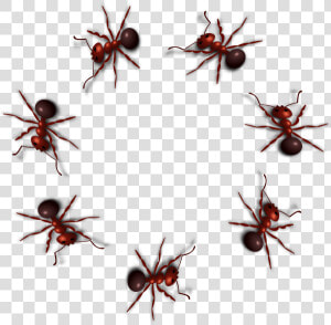 Ant Png Photo   Ant Gif Transparent Background  Png Download