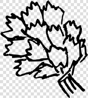 Doodle cilantro   Drawing  HD Png Download