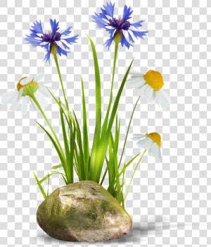 Transparent Background Of Orchids And Daisies   Julia Hartwig Nasze Serca Chciałyby Być Proste Wiersz  HD Png Download