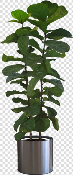 Potted Plants Png Download   Indoor Potted Plant Png  Transparent Png