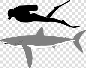 Longfin Mako Shark Size  HD Png Download