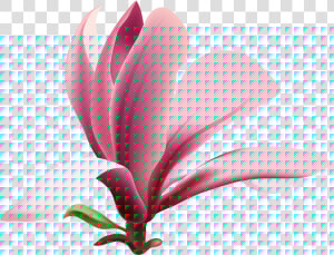 Mogra Flower Png  Transparent Png