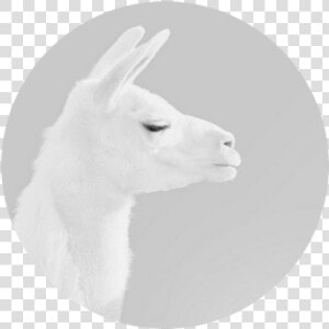 Transparent Lama Png   Llama  Png Download