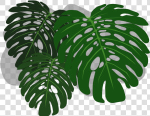 Clip Art Monstera Wallpaper   Transparent Background Philodendron Leaves  HD Png Download
