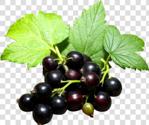 Blackcurrant Png Transparent  Png Download