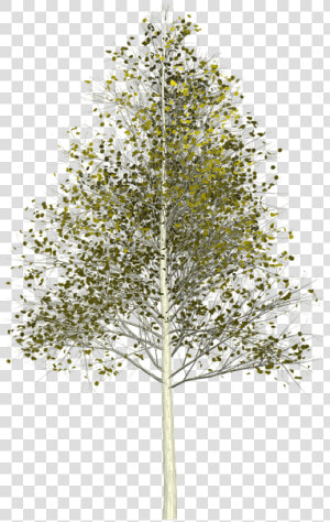 Silver Birch Tree Png  Transparent Png