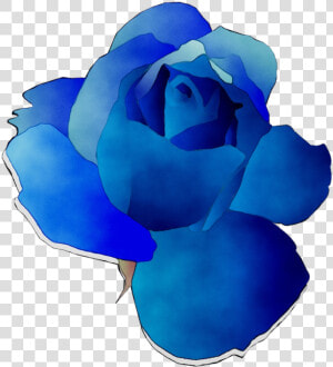 Blue Rose Garden Roses Cut Flowers  HD Png Download