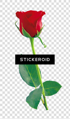 Single Red Rose Flowers   Rose Flower Png Download  Transparent Png