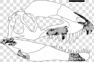 Dracovenator Fossils   Skull  HD Png Download