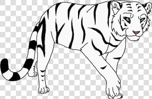 Siberian Tiger  HD Png Download