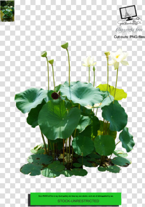 Nymphaea Nelumbo  HD Png Download