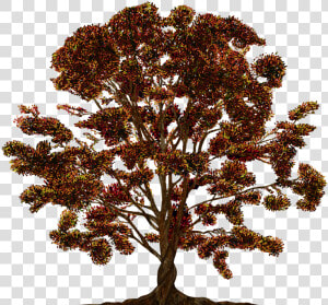 Tree  Vector  Ornament  Color  Family Tree  Texture   Family Tree  HD Png Download