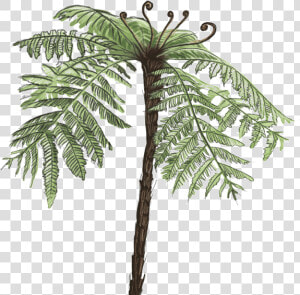 Tree Fern Png   Png Download   Tree Fern Png  Transparent Png
