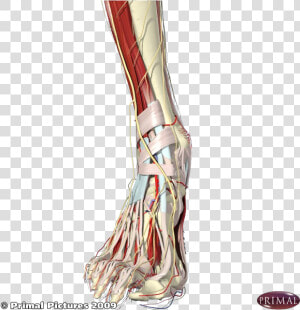 Foot Muscles Transparent Png  Png Download
