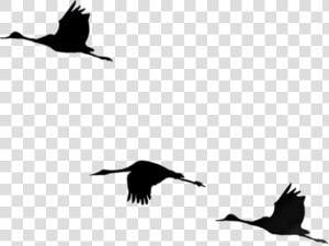 Bird Flight Cygnini   大雁 剪影  HD Png Download