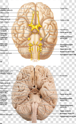 Olfactory Bulb Optic Nerve   Png Download  Transparent Png