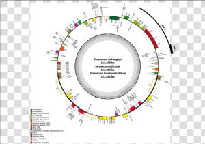 Chloroplast Genome Annotation Map For Taraxacum Kok saghyz    Cannabis Sativa Chloroplast Genome  HD Png Download