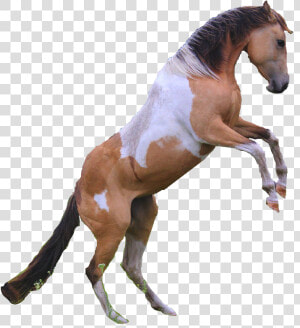 Transparent Horse Png   No Background Rearing Horse  Png Download