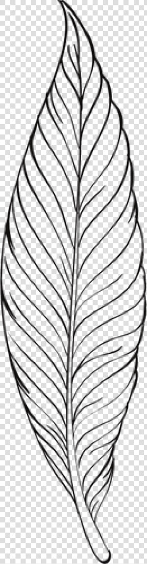 Feather Line Art   Feather Line Art Png  Transparent Png