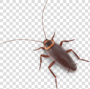Longhorn Beetle  HD Png Download
