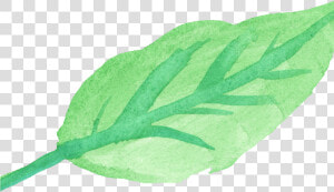 15 Watercolor Leaves Png For Free Download On Mbtskoudsalg  Transparent Png