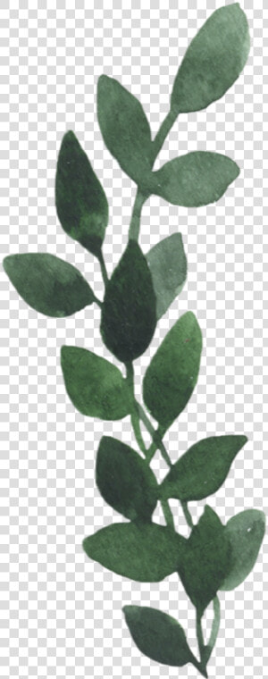  png  vintage  stickers  greenery  leaves  nkkgtn  freetoedit   Bud  Transparent Png