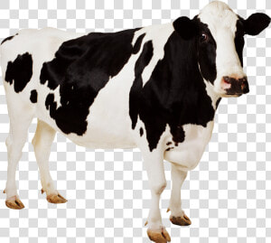 Cow Icon Png   Cow Png  Transparent Png