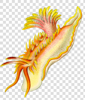 Sea Slug Clipart Transparent  HD Png Download
