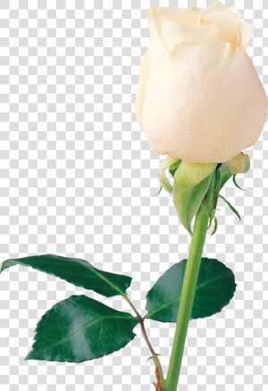 White Rose Png Image  Flower White Rose Png Picture   Single White Rose Png  Transparent Png