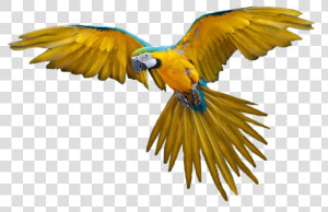 Colorful Flying Birds Png   Bird Png  Transparent Png