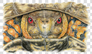 Transparent Reptile Eye Png   Tortoise  Png Download