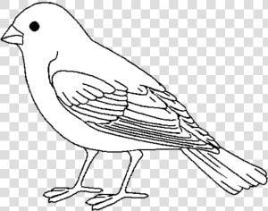 Finch  HD Png Download